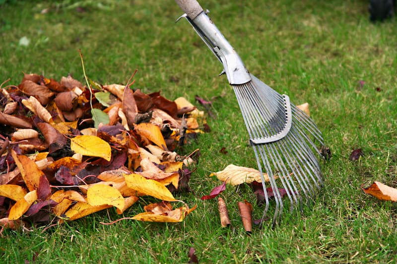 Leaf Removal project 5